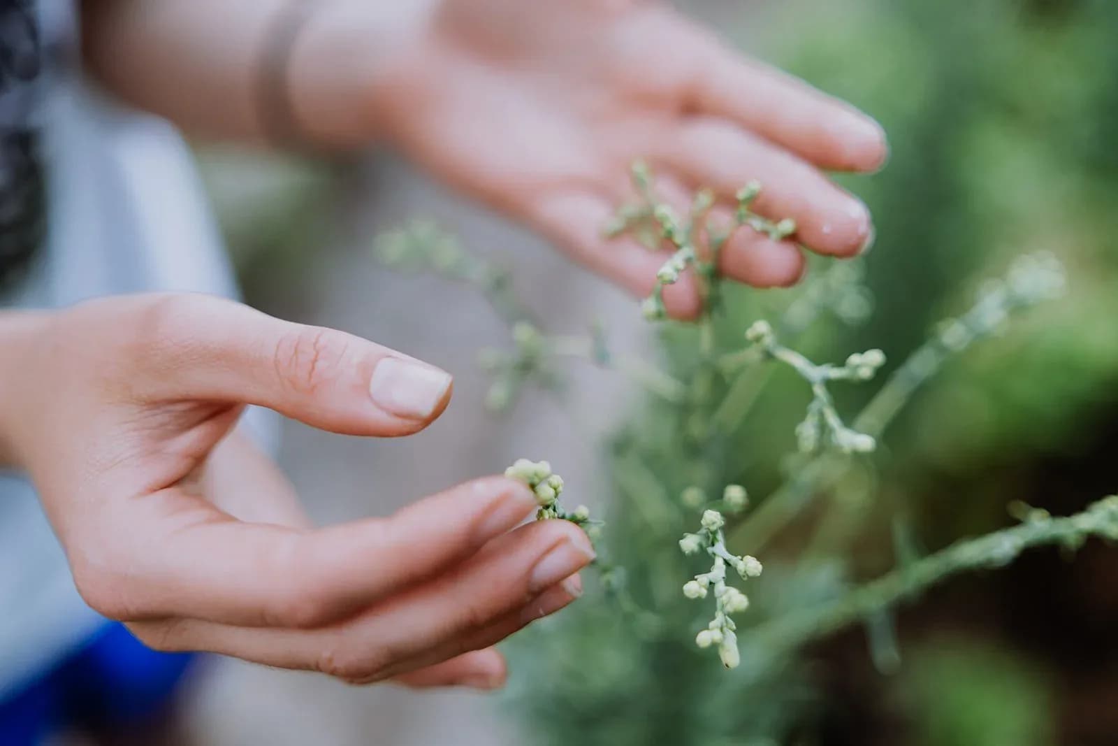 Herbal Dieta