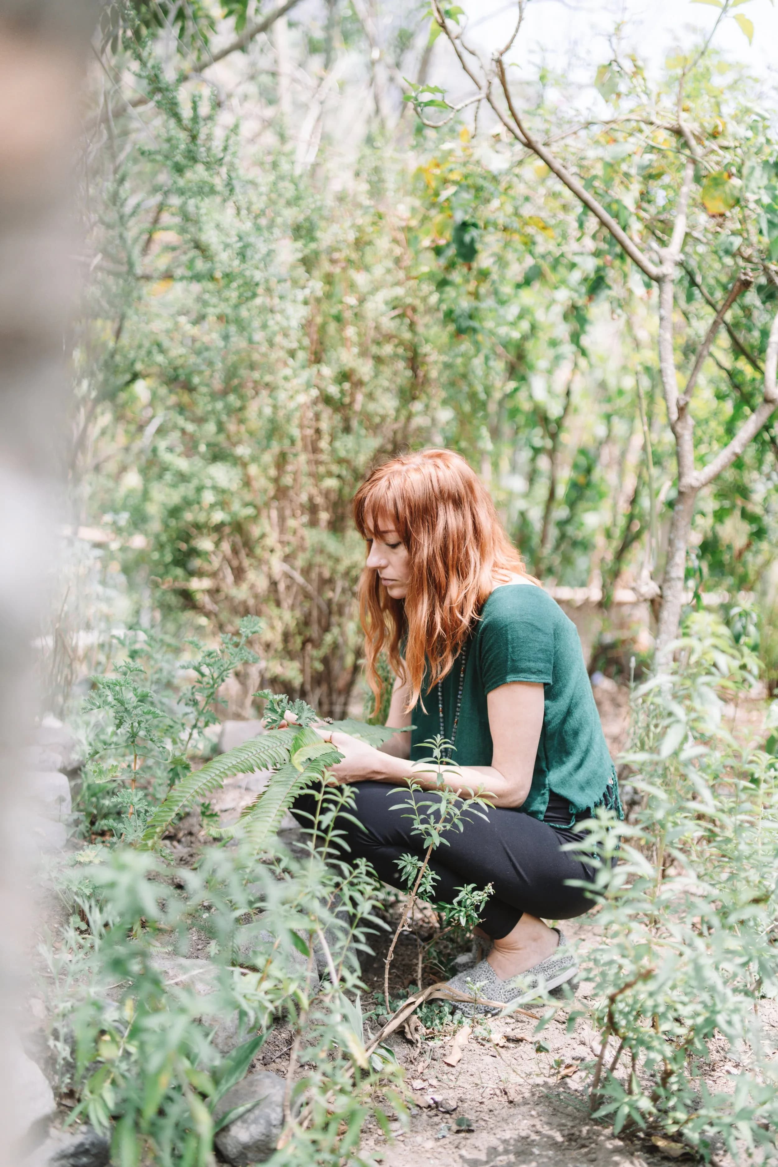 Herbalism Courses